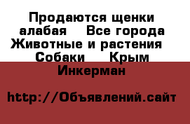 Продаются щенки алабая  - Все города Животные и растения » Собаки   . Крым,Инкерман